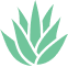 aloe vera light green