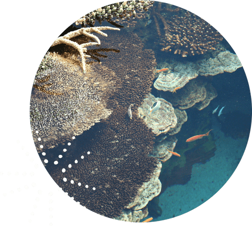 reef